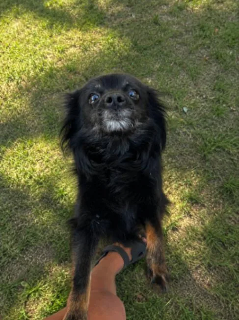 An adult small-sized female Black Pomeranian dog named Tzuki for adoption in North Bend, WA