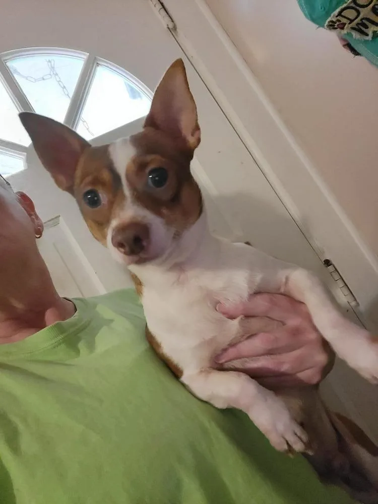 An adult small-sized male Chihuahua dog named Bone for adoption in Pottstown, PA