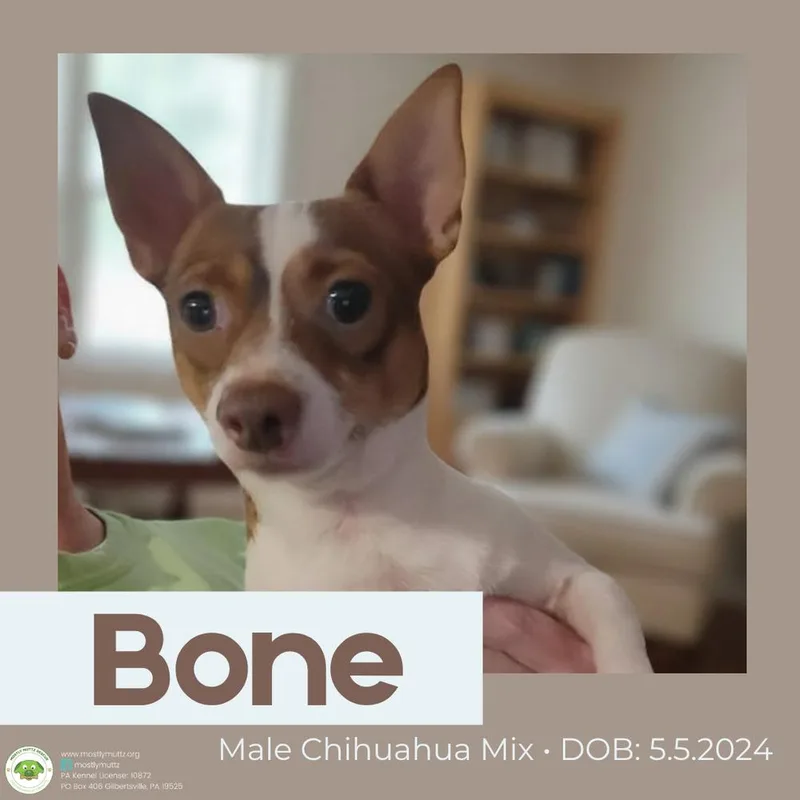 Bone thumbnail 2