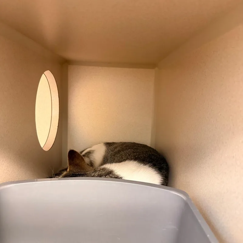 A young medium-sized female Domestic Short Hair cat named Jenny for adoption in Durango, CO