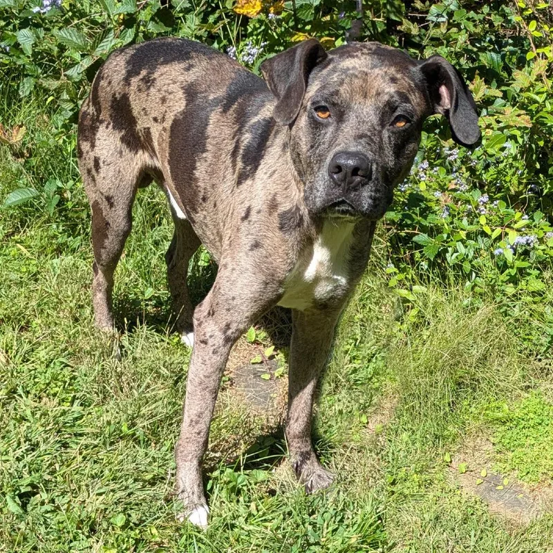 An adult medium-sized male Gray / Blue / Silver Catahoula Leopard Dog dog named Lestat for adoption in Charlottesville, VA