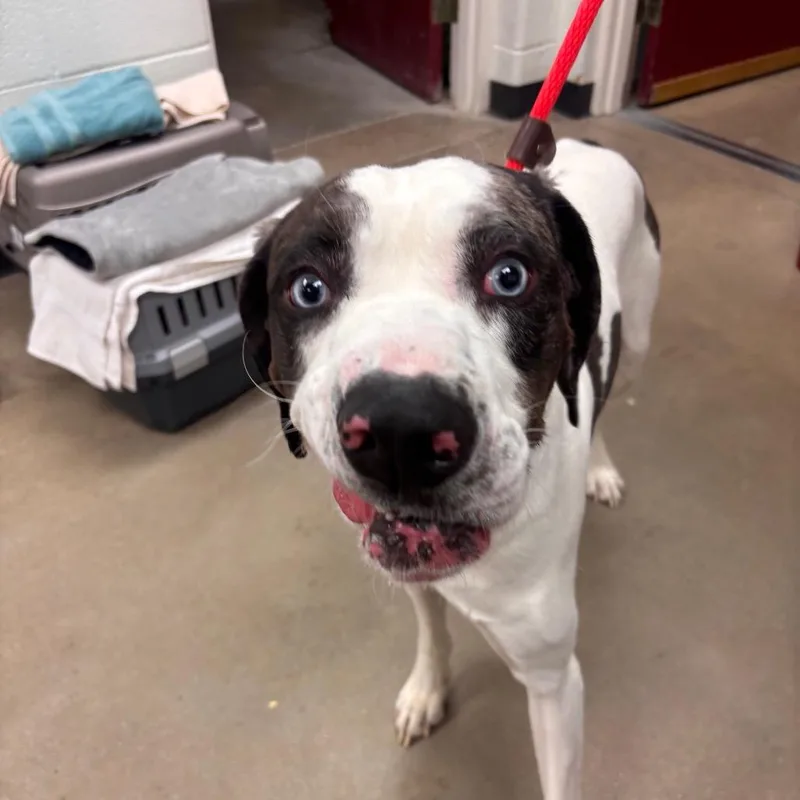An adult large-sized male White / Cream Catahoula Leopard Dog dog named Genesis for adoption in York, PA