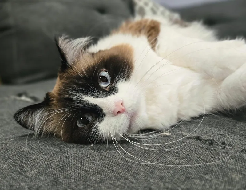 Skye