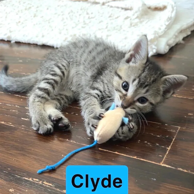 A baby small-sized male Domestic Short Hair cat named Clyde for adoption in Cumming, GA
