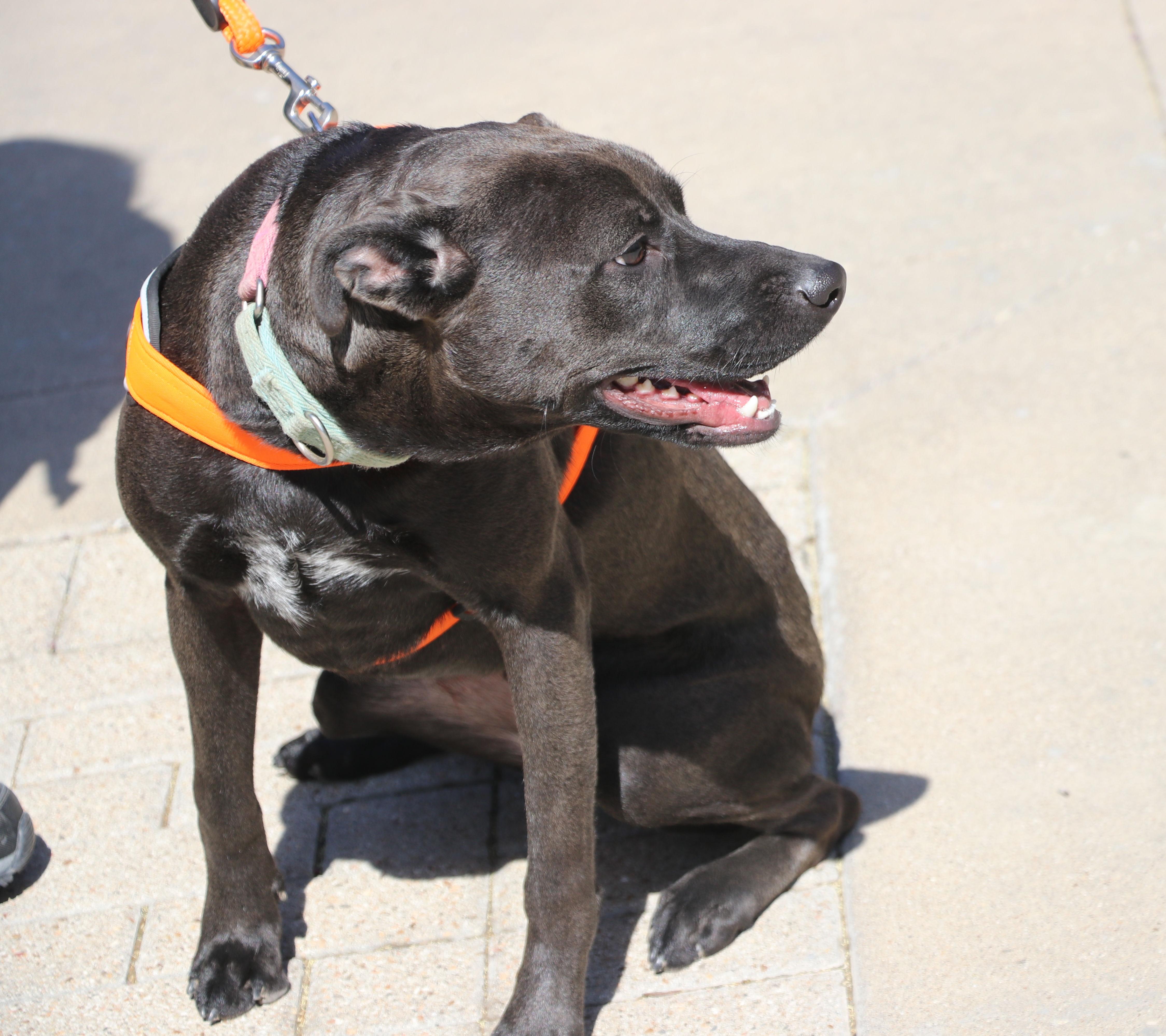 A baby medium-sized female Mixed Breed dog named Enya for adoption in Pflugerville, TX
