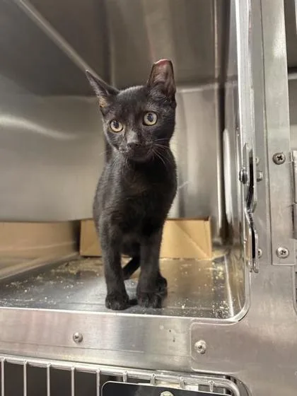 A baby small-sized male Domestic Short Hair cat named Cicero for adoption in West Chester, PA