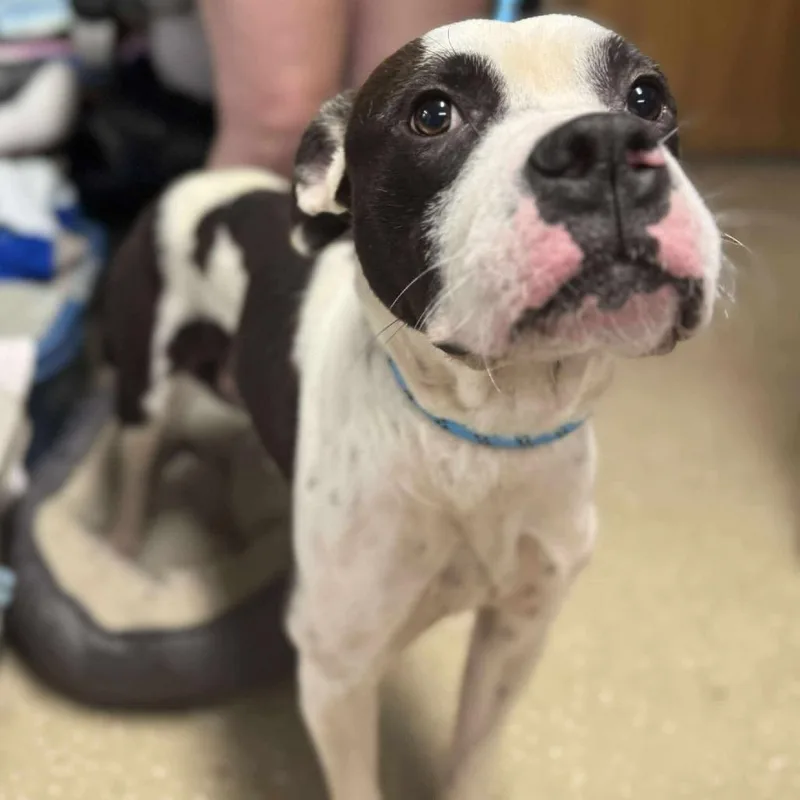 An adult large-sized male Black Mixed Breed dog named Pookiebutt for adoption in Edwardsville, IL