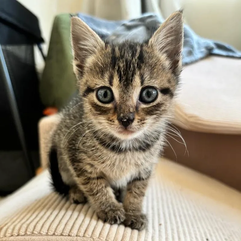 A baby small-sized female Gray / Blue / Silver Domestic Short Hair cat named Saturnus for adoption in Fredericksburg, VA