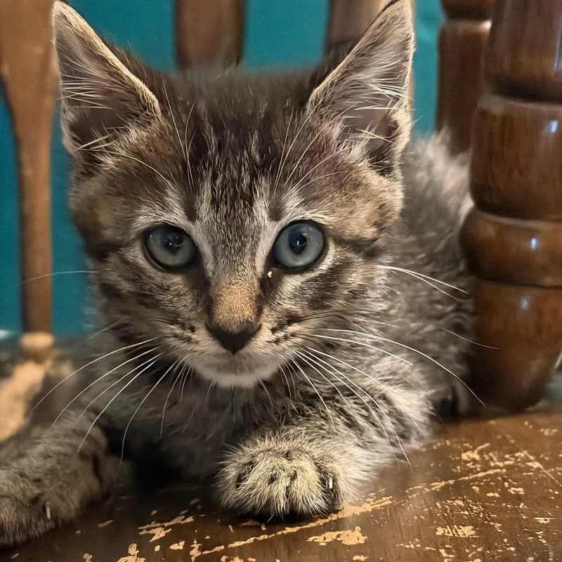 A baby small-sized male Brown / Chocolate Domestic Medium Hair cat named Mod Podge for adoption in Westminster, CA