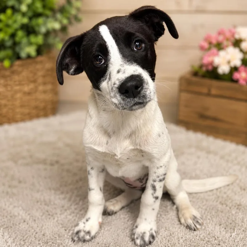 A baby medium-sized female White / Cream Pointer dog named Rumi P for adoption in Corsicana, TX