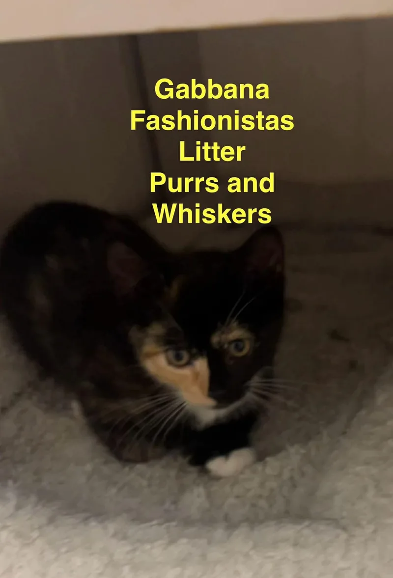 A baby medium-sized female Calico Domestic Short Hair cat named Gabbana for adoption in New Hartford, NY
