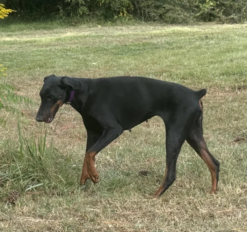A young large-sized female Black Doberman Pinscher dog named Iris for adoption in Hudson, FL