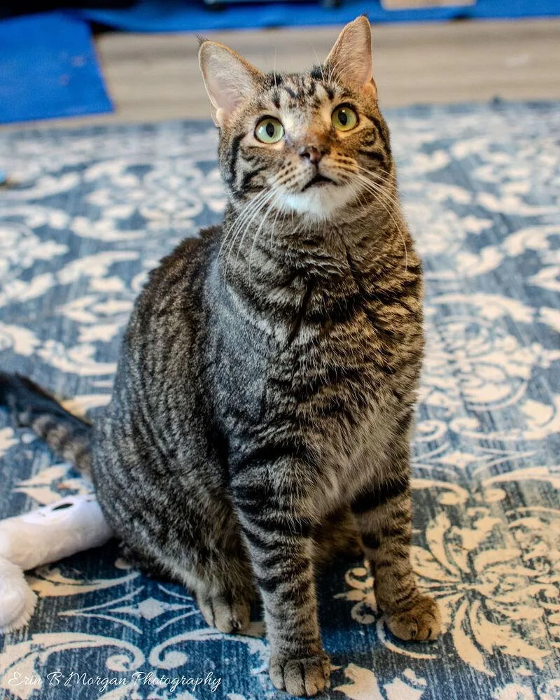 Rocketlong Timer! thumbnail 2