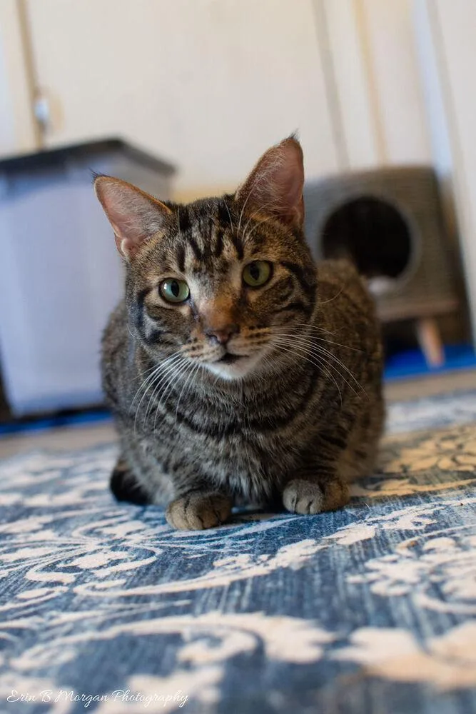 Rocketlong Timer! thumbnail 3