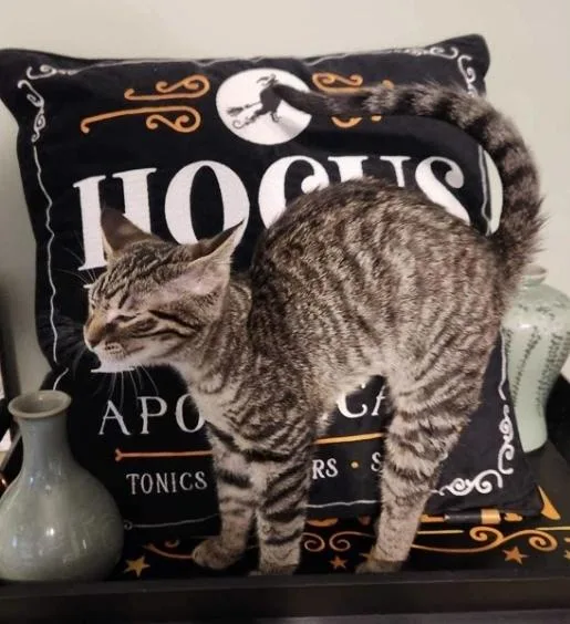 Rocketlong Timer! thumbnail 4