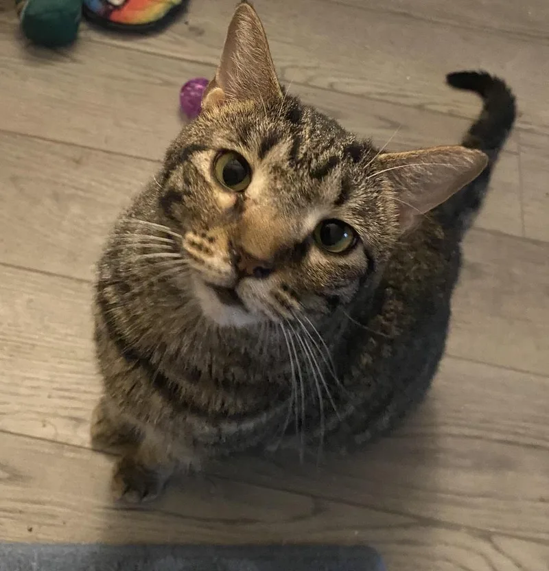 Rocketlong Timer! thumbnail 5