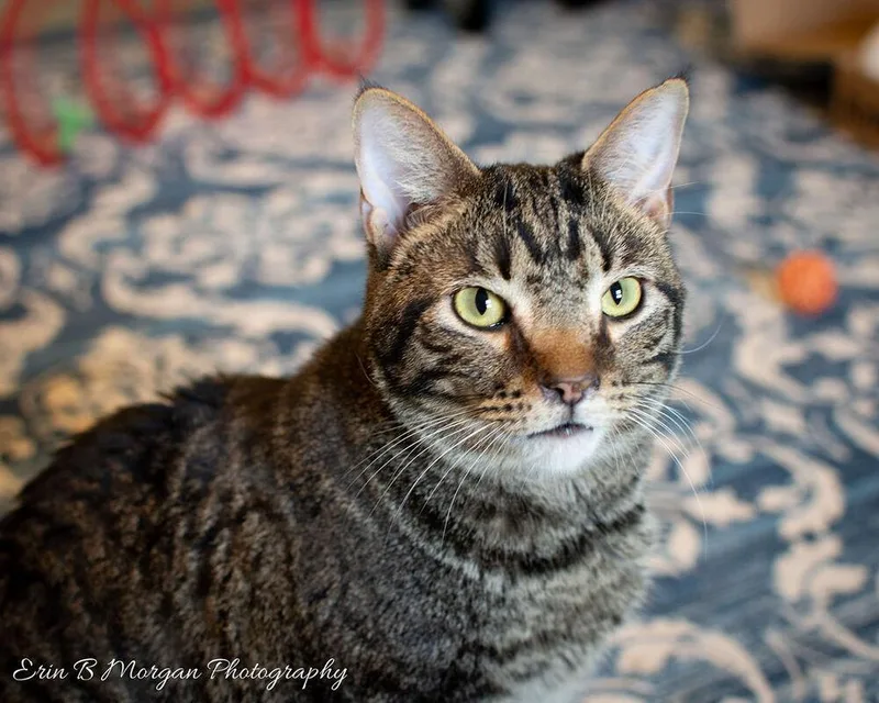 Rocketlong Timer! thumbnail 6