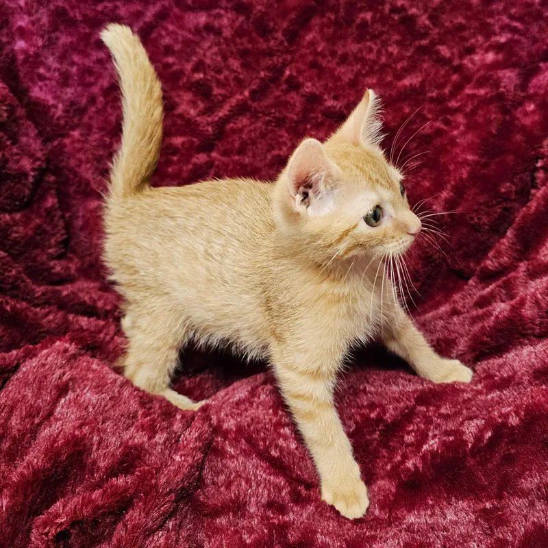 A baby medium-sized female Tabby (Orange / Red) Domestic Short Hair cat named Pumpkin for adoption in Searcy, AR