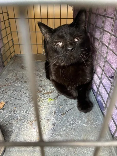 A young small-sized male Domestic Short Hair cat named Targi for adoption in Louisville, KY