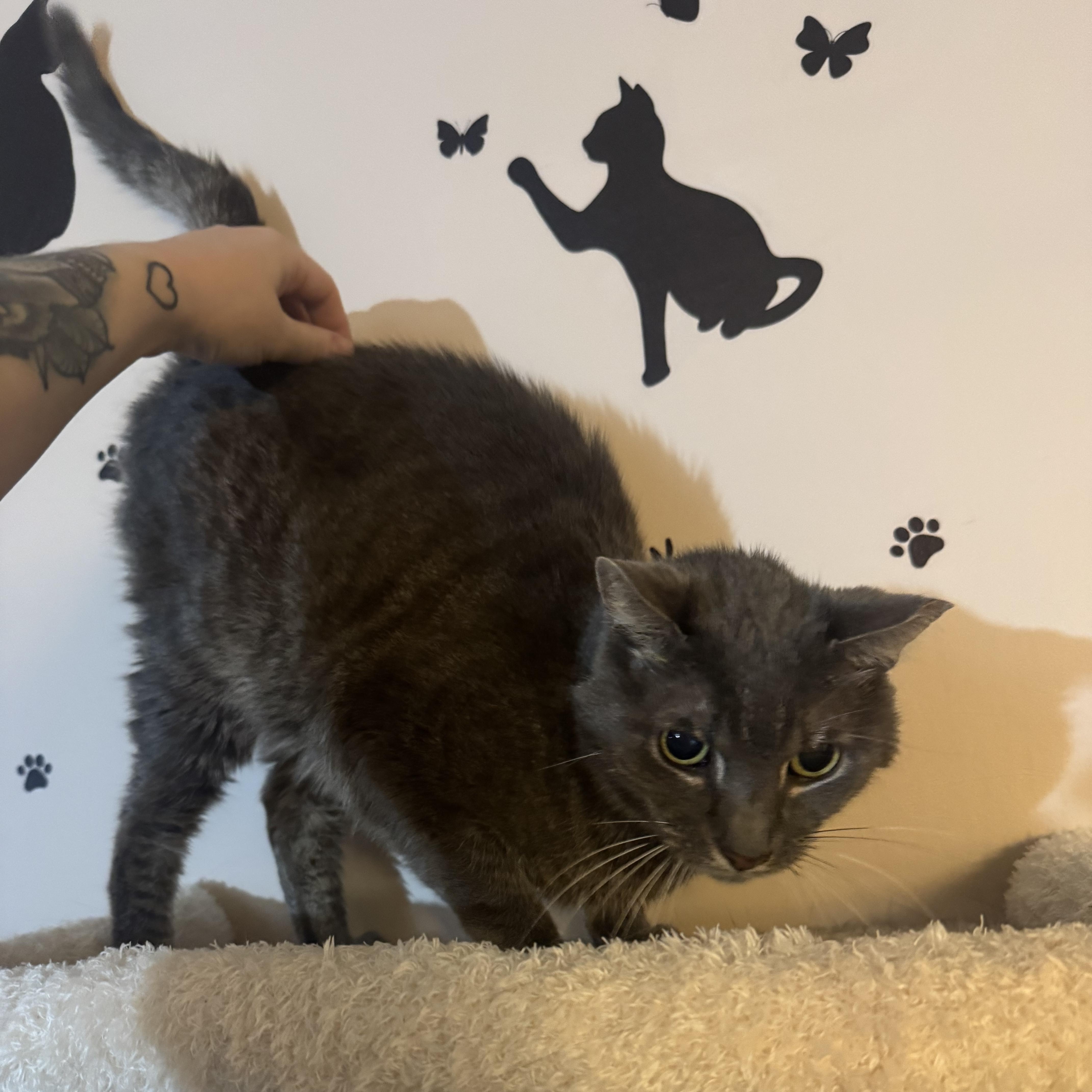 A senior medium-sized male Tabby (Gray / Blue / Silver) Domestic Short Hair cat named Cocoa for adoption in Hamilton, NJ