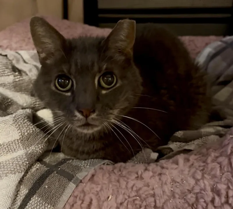 Cocoa thumbnail 2