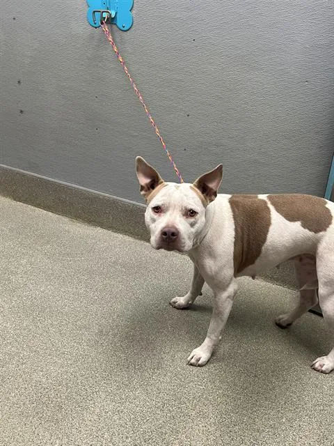 A young large-sized female Pit Bull Terrier dog named Aliyah for adoption in Las Vegas, NV