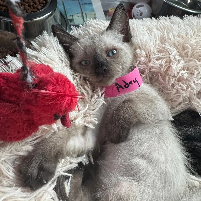 A baby small-sized female Domestic Short Hair cat named Adry for adoption in Guaynabo, PR
