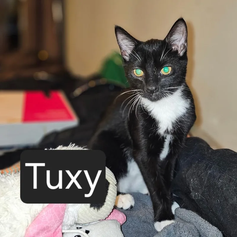 A young medium-sized male Black & White / Tuxedo Domestic Short Hair cat named Tuxy for adoption in SNOW HILL, NC