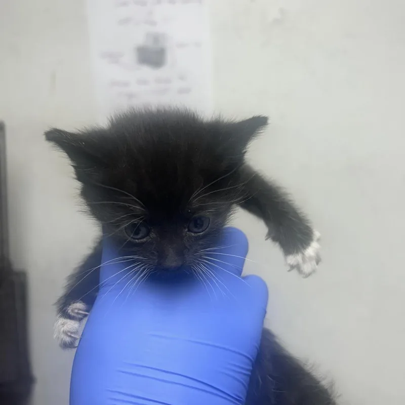 A baby small-sized female Black Domestic Short Hair cat named Medium for adoption in Philadelphia, PA