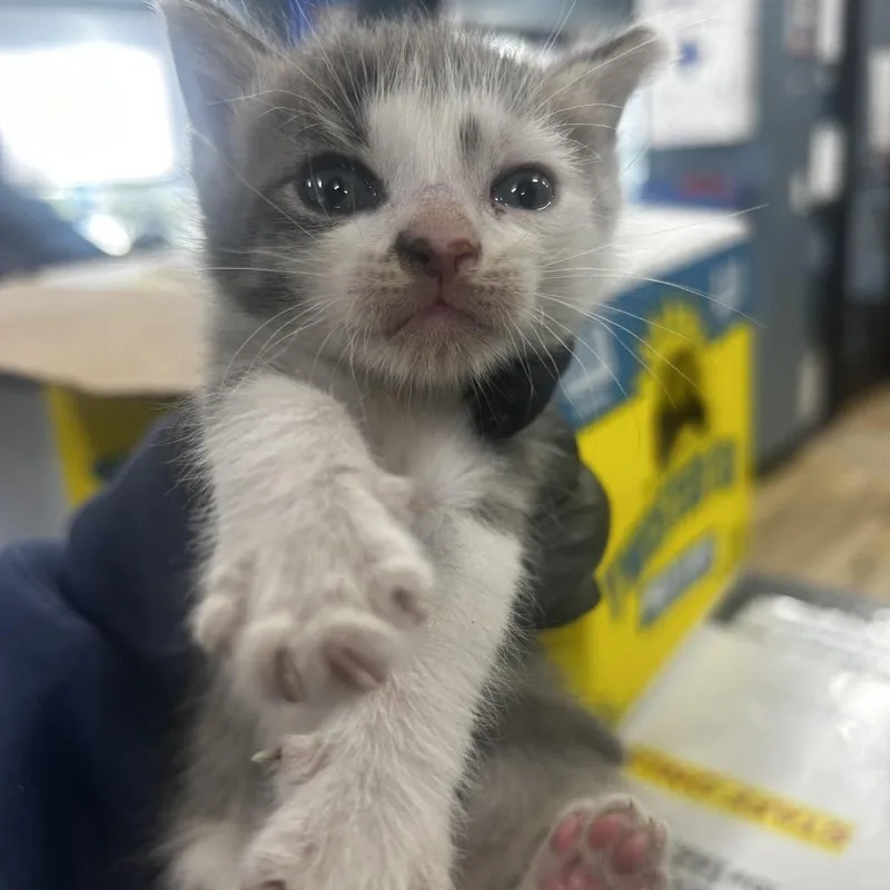 A baby small-sized male Gray / Blue / Silver Domestic Short Hair cat named Peach for adoption in Newark, NJ