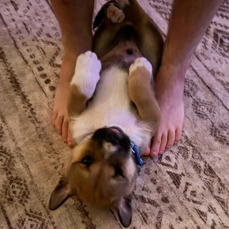 Potato