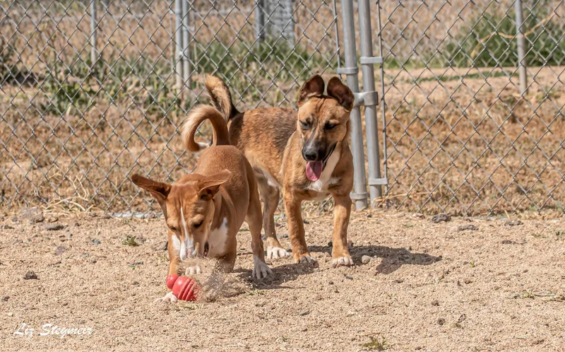 A young small-sized male Brown / Chocolate Basenji dog named Boomer for adoption in Mayer, AZ
