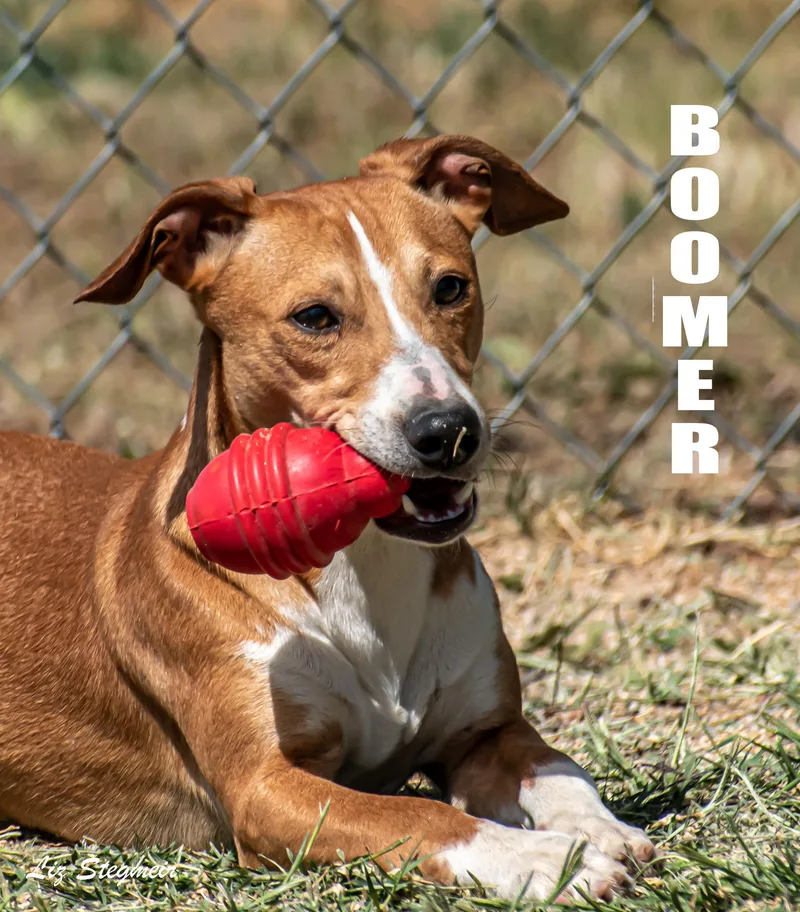 Boomer thumbnail 4