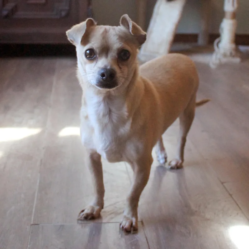 An adult small-sized male Apricot / Beige Chihuahua dog named Bandito for adoption in Guthrie, OK