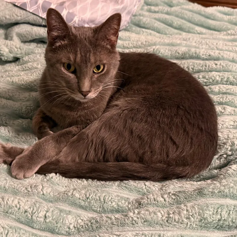 An adult small-sized male Gray / Blue / Silver Domestic Short Hair cat named Romeo for adoption in Huntsville, AL
