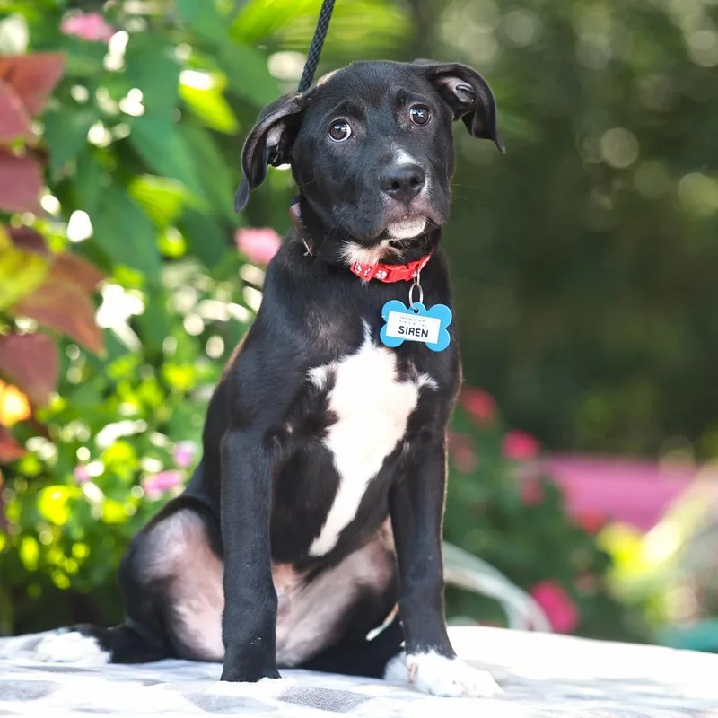 A baby small-sized male Labrador Retriever dog named Siren for adoption in Wake Forest, NC