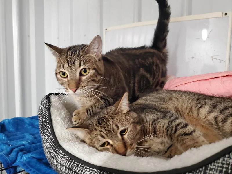 A young medium-sized male Tabby (Brown / Chocolate) Domestic Short Hair cat named Sally and Mater for adoption in Marseilles, IL
