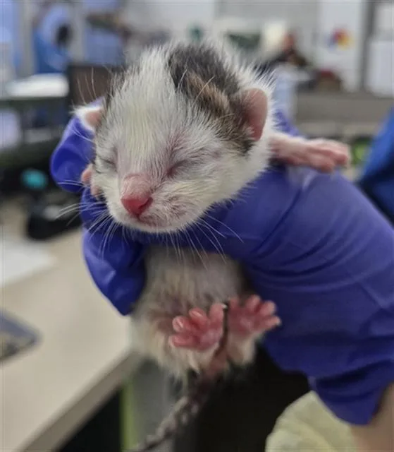 A baby medium-sized female Domestic Short Hair cat named Jasmine for adoption in Dallas, TX