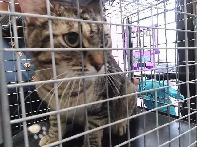 A young large-sized female Domestic Short Hair cat named Jerzi for adoption in Tulsa, OK