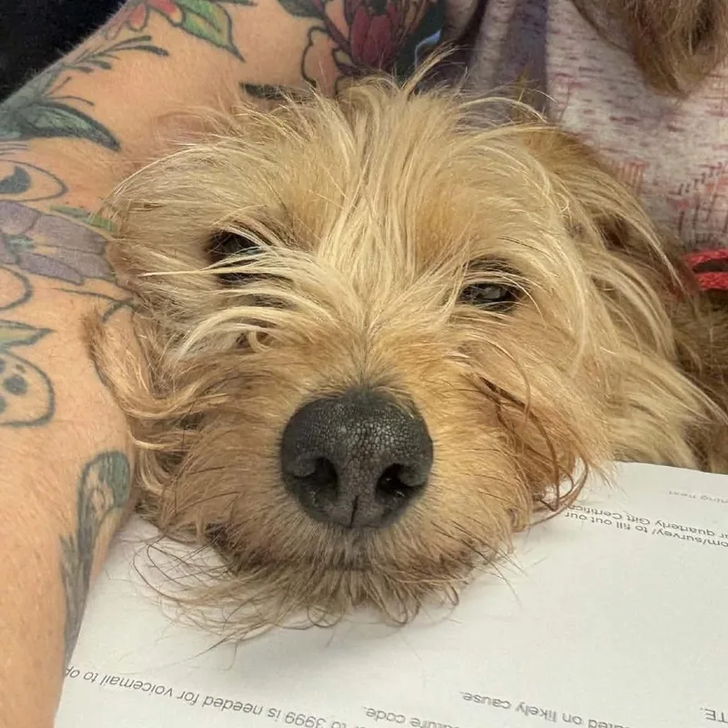A senior small-sized male Airedale Terrier dog named Whiskey for adoption in Worcester, MA