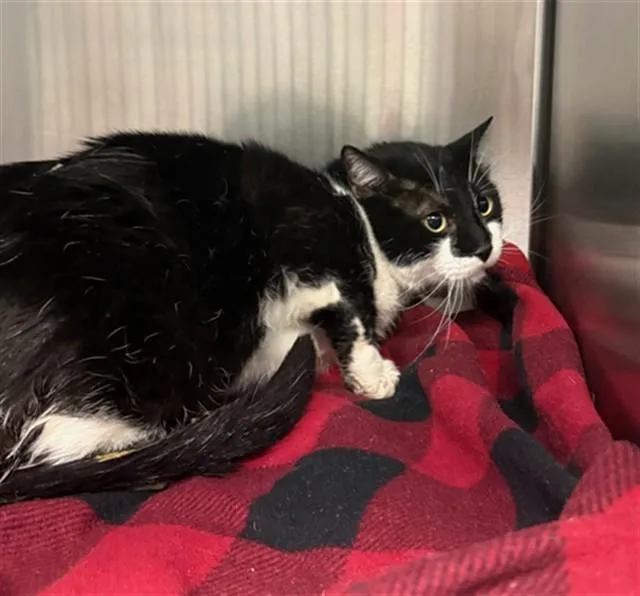 A young small-sized male Domestic Short Hair cat named Oreo for adoption in St. Louis, MO