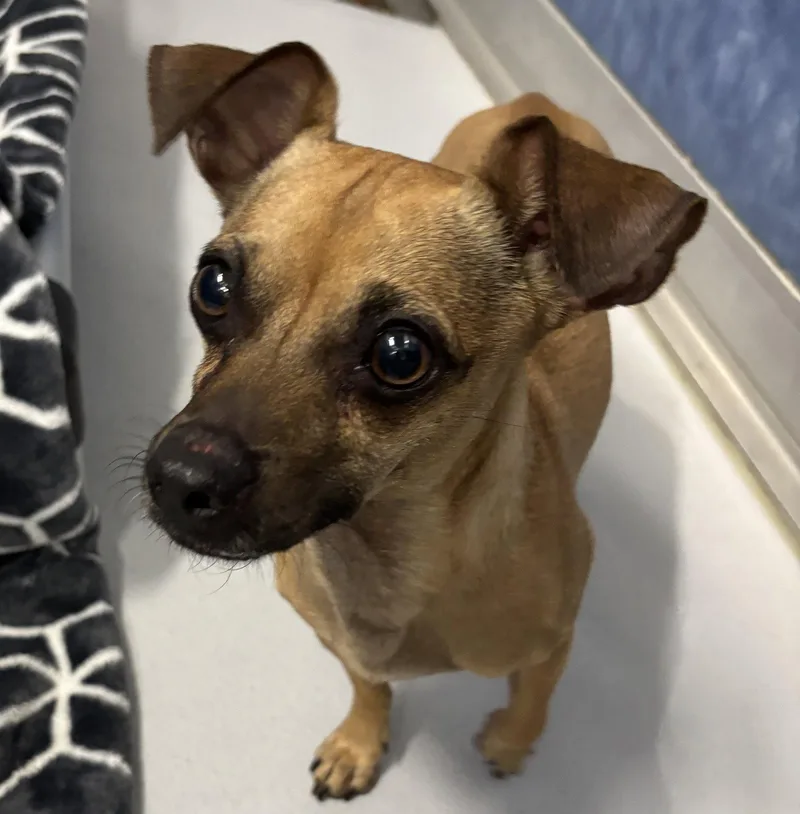 An adult small-sized male Chihuahua dog named Emilio for adoption in Richardson, TX