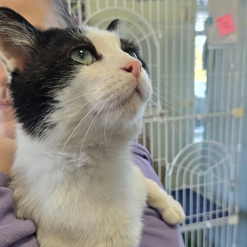 Cowboy Carl thumbnail 2