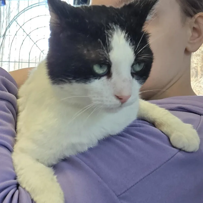 Cowboy Carl thumbnail 3