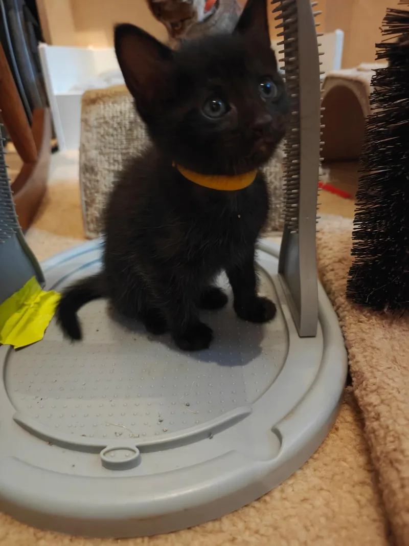 A baby medium-sized male Domestic Short Hair cat named Embry for adoption in Buford, GA