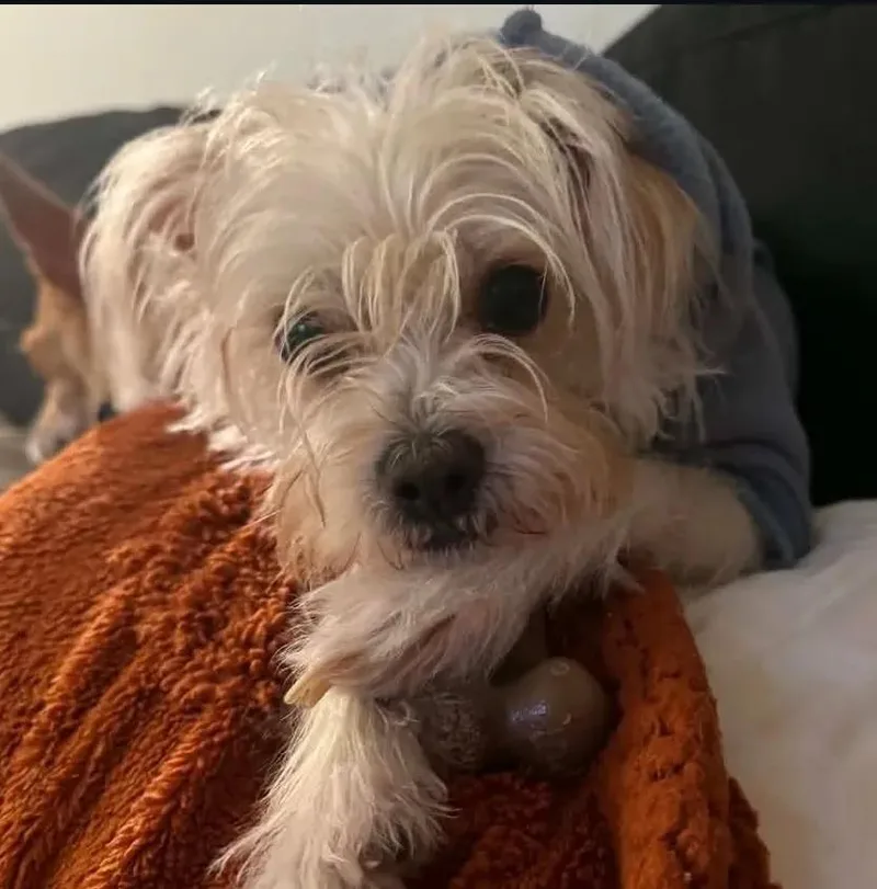 A young small-sized female Maltese dog named Snowflake for adoption in San Diego, CA