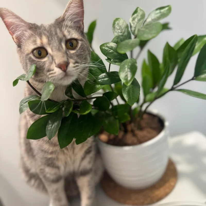 An adult large-sized female Gray / Blue / Silver Domestic Short Hair cat named Chelsie for adoption in West Palm Beach, FL
