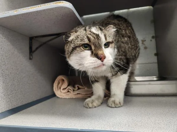 A senior small-sized male Domestic Short Hair cat named Sugarray for adoption in Salt Lake City, UT