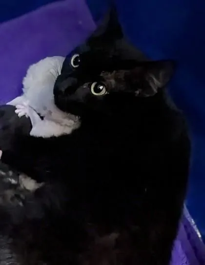 Mira