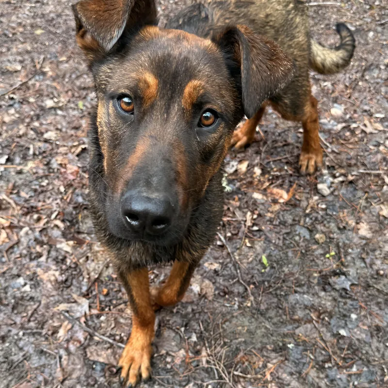 A baby large-sized female Bicolor Rhodesian Ridgeback dog named Brielle for adoption in Milford, NY